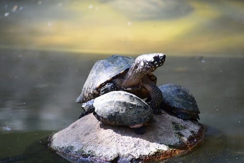 灰龟 · 免费素材图片