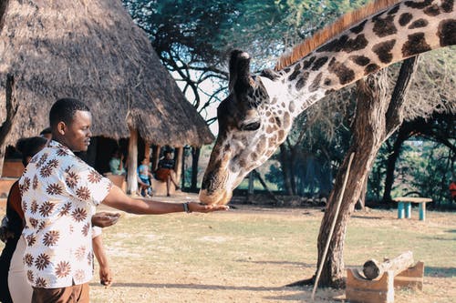 人喂养长颈鹿 · 免费素材图片