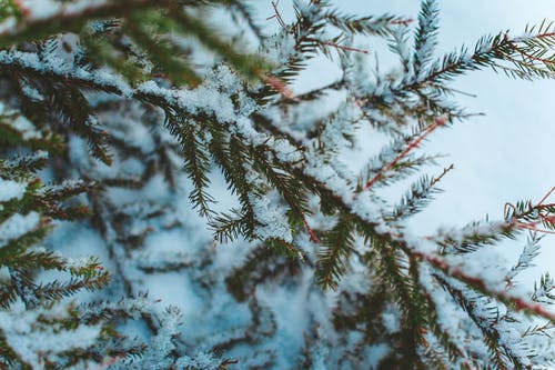 树枝微距摄影 · 免费素材图片