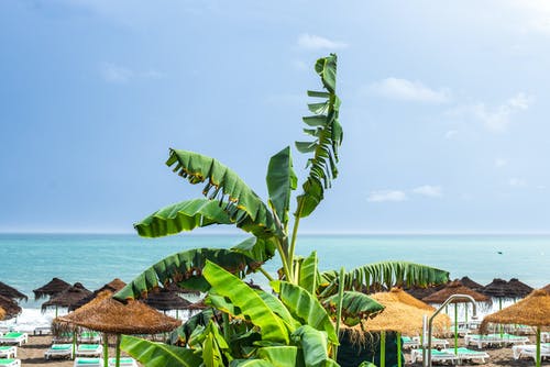 香蕉树在海滩上 · 免费素材图片