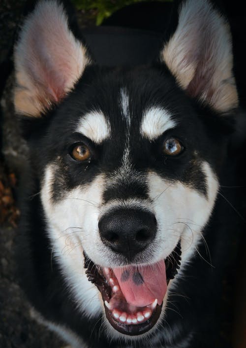黑白西伯利亚雪橇犬特写照片 · 免费素材图片