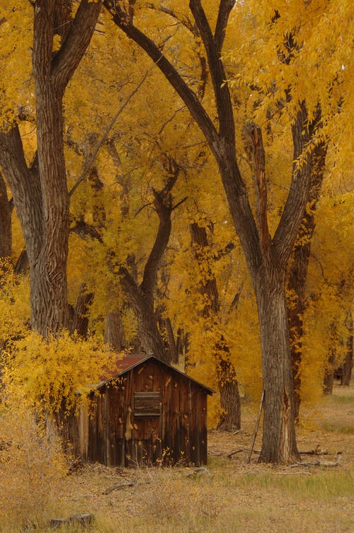 被树木包围的棕色棚 · 免费素材图片