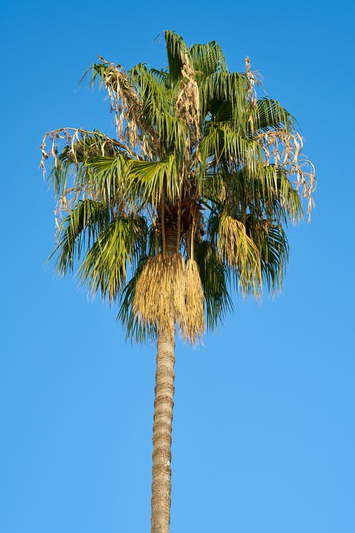 白天椰子树的照片 · 免费素材图片