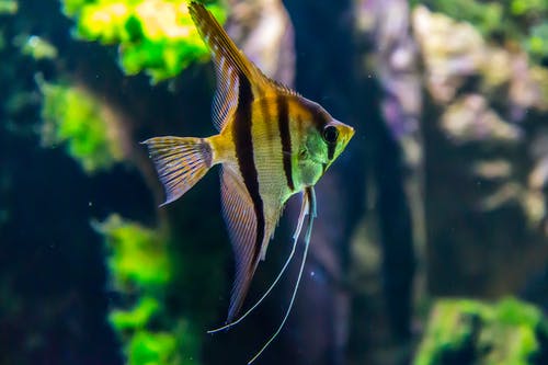 黄色和黑色的鱼微距摄影 · 免费素材图片