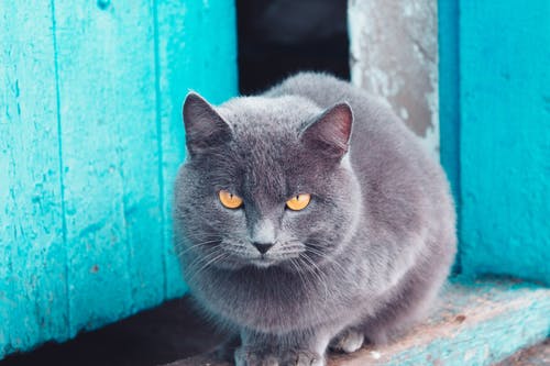 俄罗斯蓝猫 · 免费素材图片