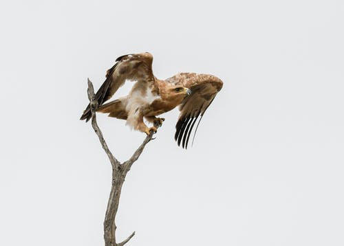 棕色和白色鹰在树枝上 · 免费素材图片