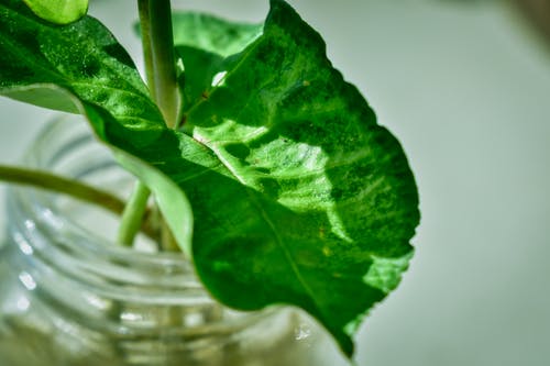 叶的特写照片 · 免费素材图片