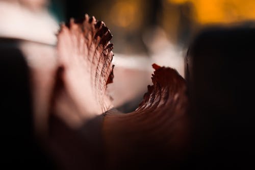 枫叶浅焦点摄影 · 免费素材图片