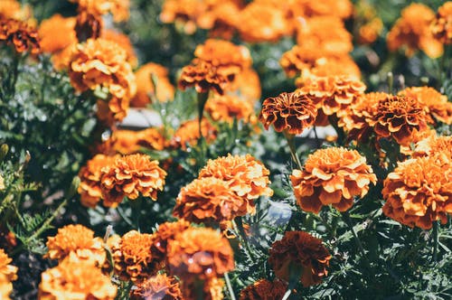 橙色花瓣 · 免费素材图片