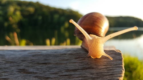 棕色蜗牛的特写摄影 · 免费素材图片