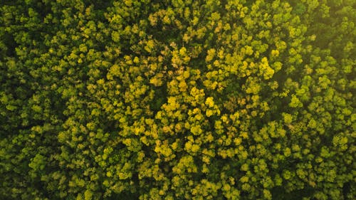 绿树的航拍 · 免费素材图片