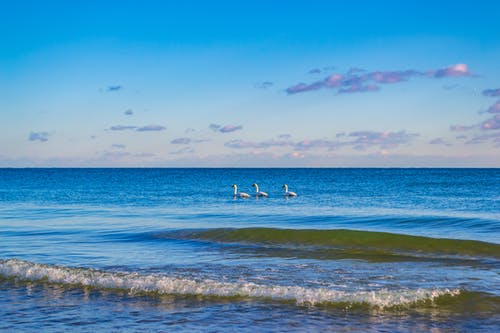 水体中的三只天鹅 · 免费素材图片
