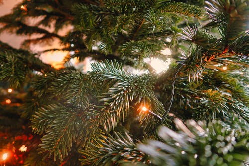 绿色圣诞树 · 免费素材图片