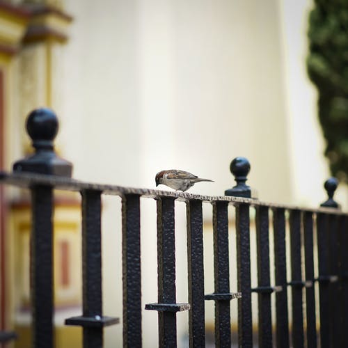 麻雀栖息在金属栅栏上的选择性聚焦摄影 · 免费素材图片
