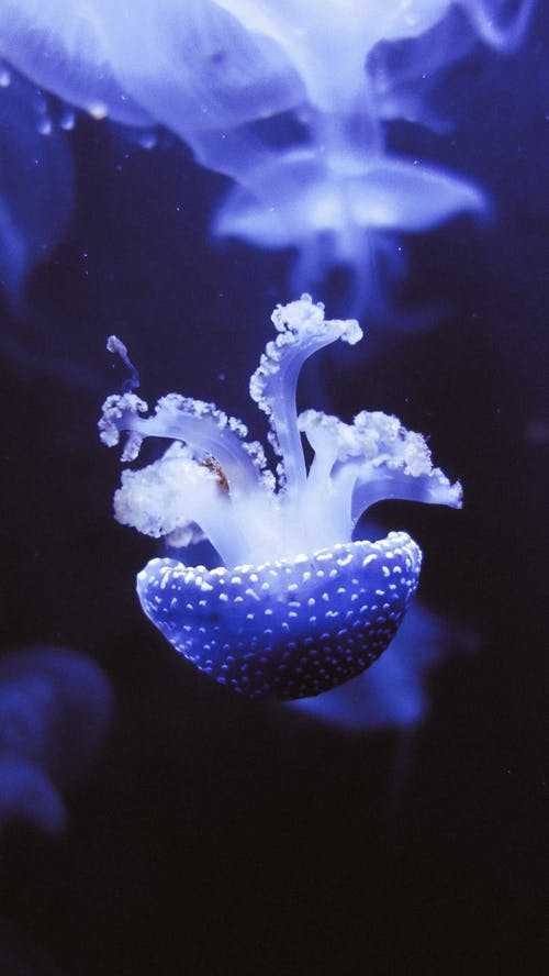 水母的特写照片 · 免费素材图片