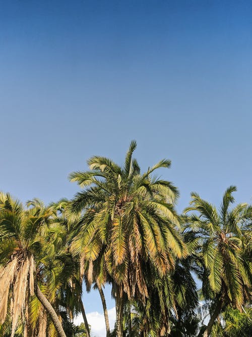 椰子树的照片 · 免费素材图片