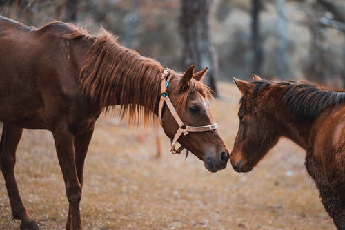 两匹棕色的马 · 免费素材图片