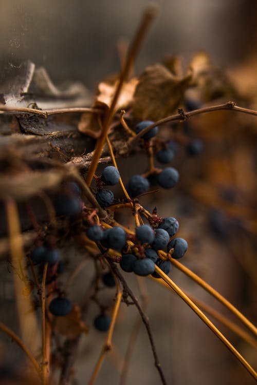 蓝莓选择性聚焦照片 · 免费素材图片