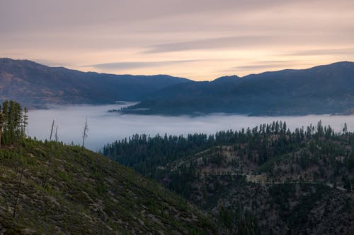 雾穿过森林 · 免费素材图片