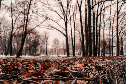 枯萎的叶子在地面上的选择性聚焦照片 · 免费素材图片