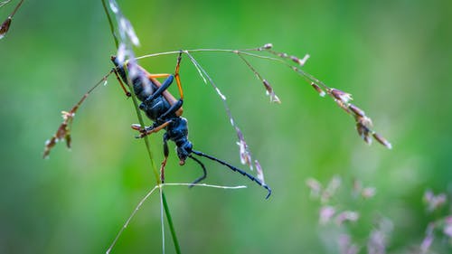 绿叶上的黑色和棕色甲虫 · 免费素材图片