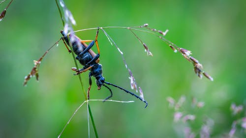 绿叶上的黑色和棕色甲虫 · 免费素材图片
