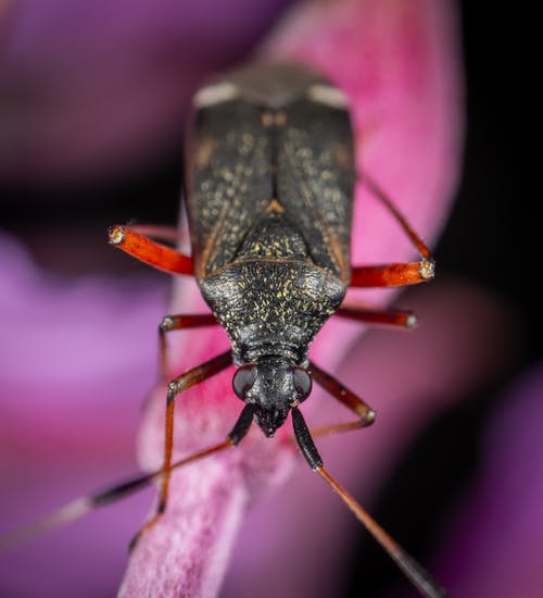 微距摄影中的黑虫 · 免费素材图片