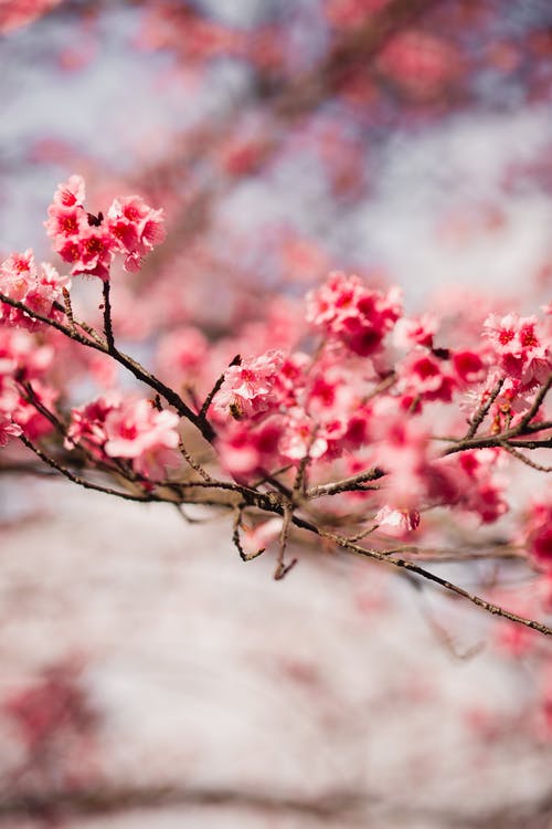 樱花的浅焦点摄影 · 免费素材图片