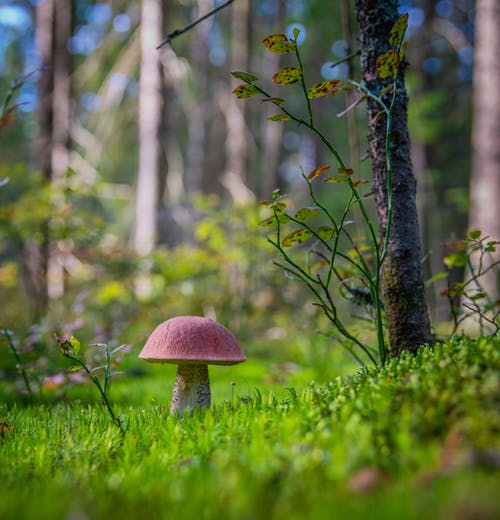 草地选择性聚焦摄影上的红蘑菇 · 免费素材图片