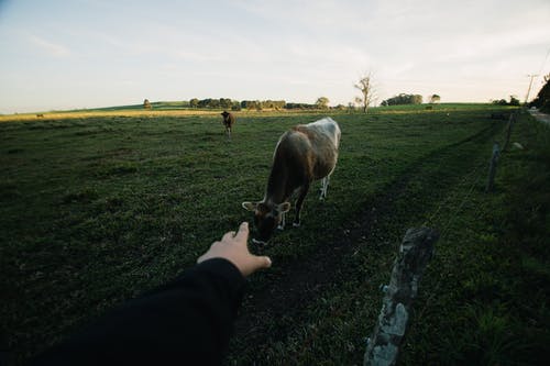 人的左手伸出到草地上的白色和灰色的牛 · 免费素材图片