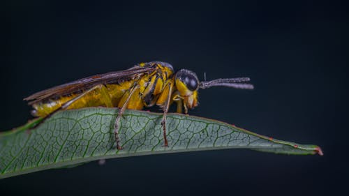黄色和黑色的黄蜂栖息在绿叶上 · 免费素材图片