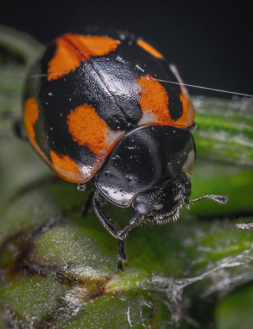 黑色和橙色的甲虫 · 免费素材图片