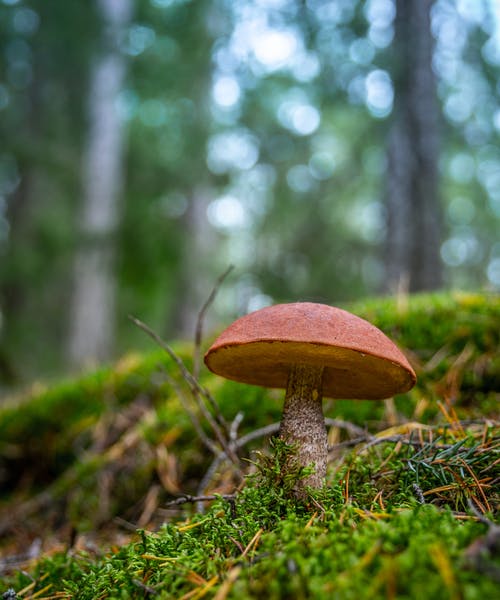 地面上的棕色蘑菇 · 免费素材图片