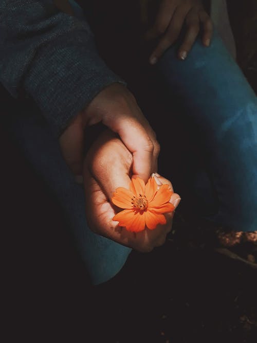 橙色波斯菊的照片 · 免费素材图片