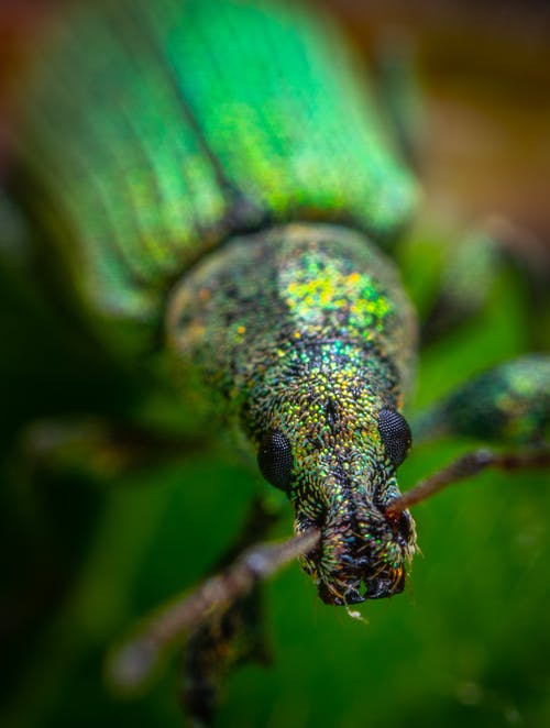 绿色昆虫的选择性聚焦摄影 · 免费素材图片
