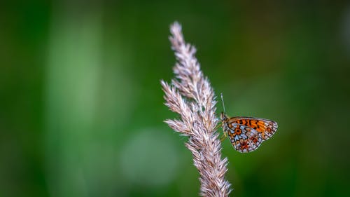 黑色和红色蝴蝶栖息在植物选择性聚焦摄影 · 免费素材图片