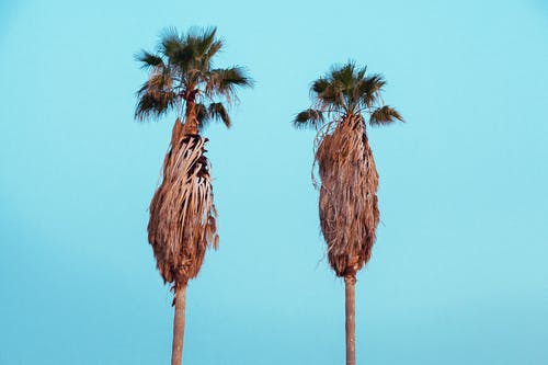 两棵棕榈树 · 免费素材图片