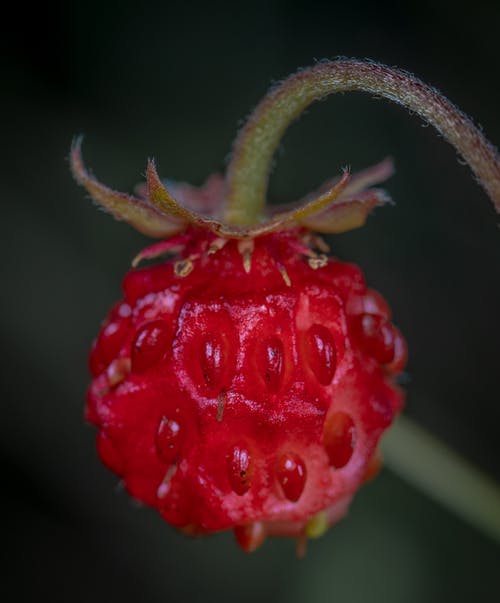 红浆果果实的特写摄影 · 免费素材图片