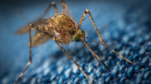 布朗蚊子的宏观照片 · 免费素材图片