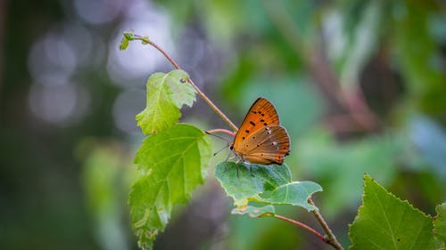 蝴蝶栖息在叶子上的特写照片 · 免费素材图片