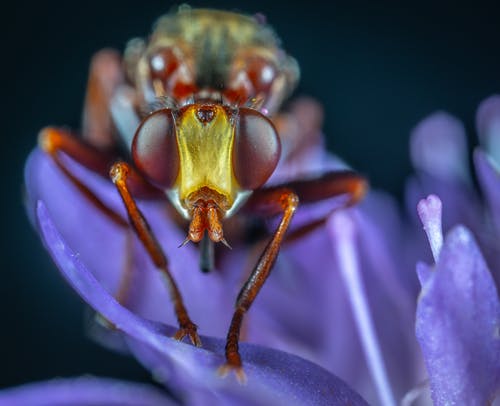 飞上紫色的小花特写照片 · 免费素材图片
