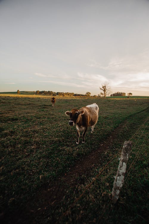小牛在草地上 · 免费素材图片
