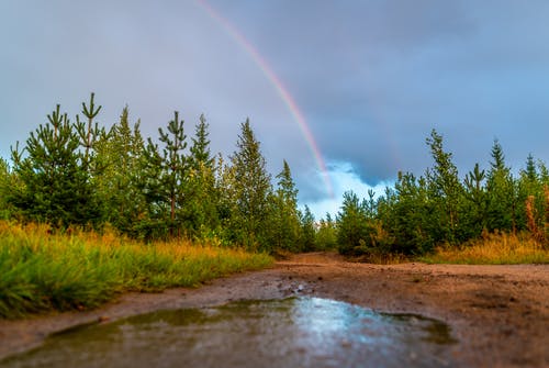 彩虹下的绿叶的树木 · 免费素材图片