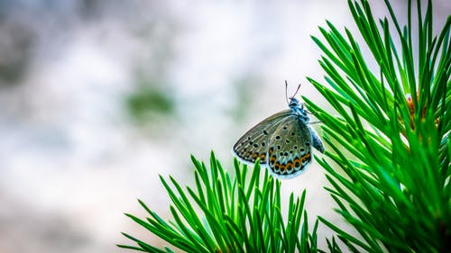 常见的蓝色蝴蝶，栖息在选择性聚焦摄影的松树上 · 免费素材图片