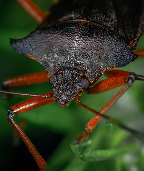 棕色的甲虫的特写照片 · 免费素材图片