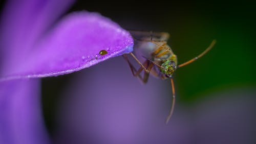 甲虫在紫色的小花 · 免费素材图片