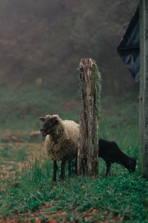 白羊在绿色的田野 · 免费素材图片