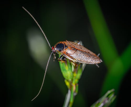 栖息在植物上的蟑螂的特写照片 · 免费素材图片