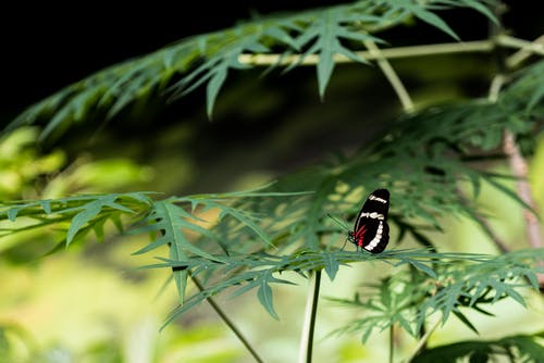 蝴蝶栖息在植物上 · 免费素材图片