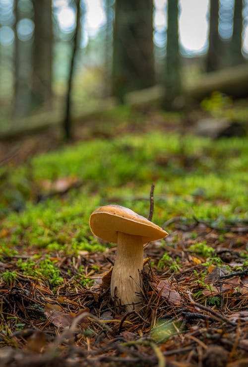 地面蘑菇浅焦点照片 · 免费素材图片